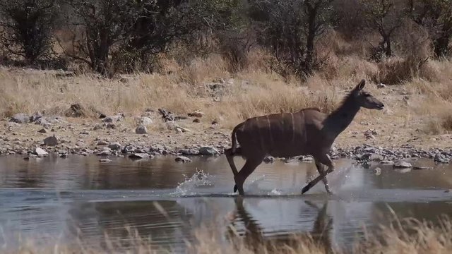 Namibia - Etoscha Nationalpark - Kudu