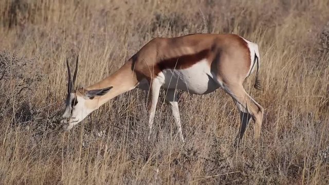 Namibia - Etoscha Nationalpark - Springbock