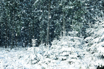 Snowfall in winter forest. Nature background with snow.