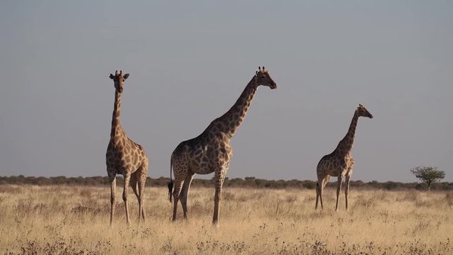 Namibia - Etoscha Nationalpark - Giraffe