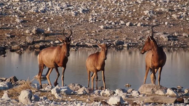 Namibia - Etoscha Nationalpark - Schwarzgesicht Impala