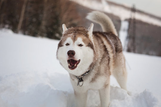 Portrait of cute howling siberian husky dog standing on the snow in the winter forest