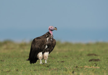 lappet-faced vulture in Maasai Mara