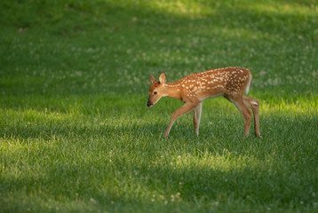 white-tailed deer fawn