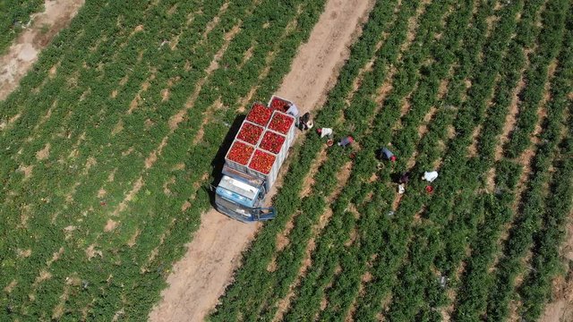 Aerial view farmers picking bell peppers.Cirò Marina,Italy,22 August 2018