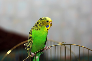 The wavy parrot sits on the cage