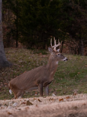 white-tailed deer buck walking through a meadow
