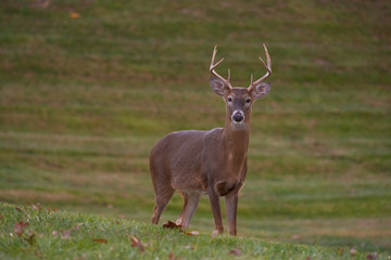 Naklejka na ściany i meble white-tailed deer buck walking through a meadow