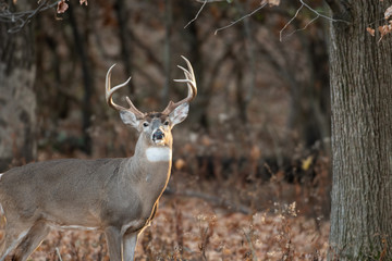 white-tailed deer buck in the woods