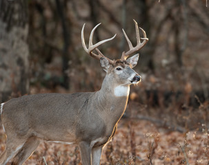 white-tailed deer buck in the woods