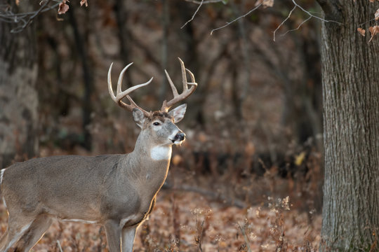 Fototapeta white-tailed deer buck in the woods