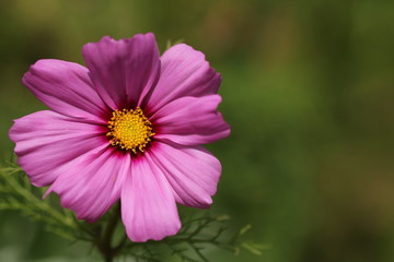 Obraz premium Pink Cosmos flower on left with space for text on the right.
