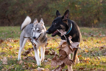 Siberian Husky and German Shepherd