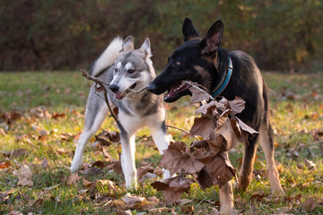 Siberian Husky and German Shepherd