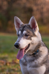 Portrait of a Siberian husky