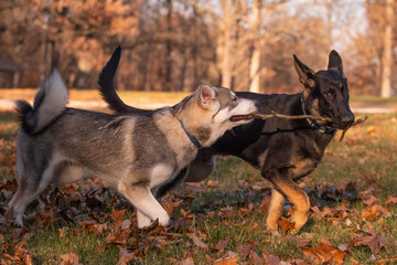 Siberian Husky and German Shepherd