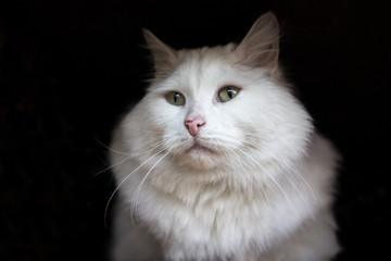 white cat on black background