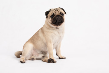 Cute pet dog pug breed sitting and smile with happiness feeling so funny and making serious face,ฺBeautiful Purebred dog and healthy dog,Isolated on white background,Dog friendly Concept