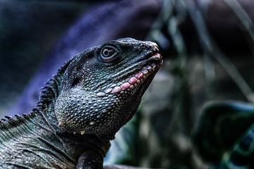 iguana on tree