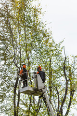 Pruning