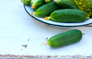 Fresh cucumber with greenhouse and dill on a plate on a white wooden background. Natural light, a sunny summer day.