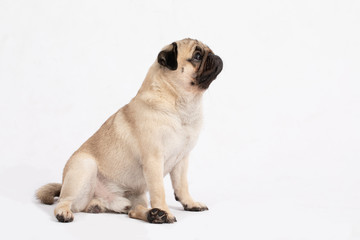 Obraz premium Cute pet dog pug breed sitting and looking up with happiness feeling so funny and making serious face,ฺBeautiful Purebred dog and healthy dog,Isolated on white background,Dog friendly Concept