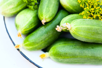 Fresh cucumber with greenhouse and dill on a plate on a white wooden background. Natural light, a sunny summer day.