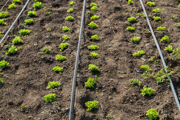 lettuce on drip irrigation