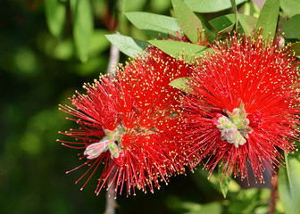 Close up view of bottle brush (Callistemon) flower which is native to Australia