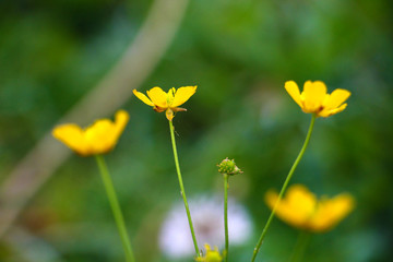 yellow flower on green background of grass