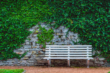 White wooden bench in front of old stone wall with ivy