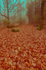 escena de un bosque en Oto&ntilde;o 