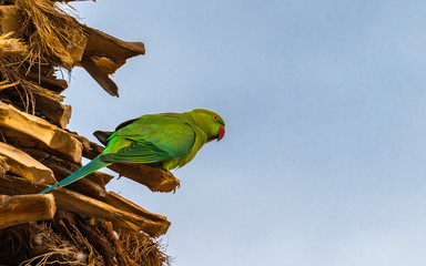 Wild green parrot among branches of date palms