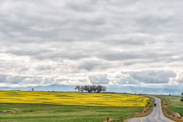 Obraz premium Canola fields along road N7 to the North of Piketberg