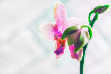 Orchid Liodoro. Phalaenopsis hybrid.