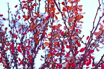 Colorful barberry in winter on a flower bed in the garden.