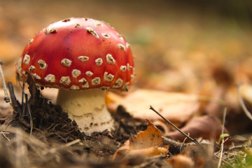 Amanita muscaria or fly agaric mushroom growing in the dirt in autumn