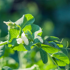 Flowering peas in the garden. Natural light.
