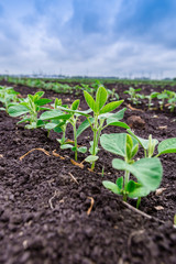 Fresh green soy plants on the field in spring