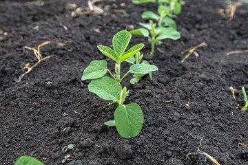 Fresh green soy plants on the field in spring
