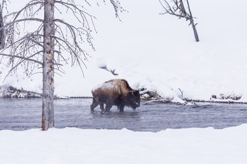 Bison (Bison bison) commonly called American Buffalo surviving the brutal winter in Yellowstone National Park, WY, USA.