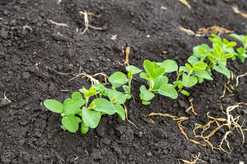 Fresh green soy plants on the field in spring