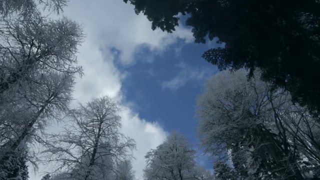 Sky in the winter forest timelapse