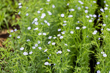 Flax blooms. Green flax field in summer Sunny day. Agriculture, the cultivation of flax. 