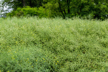 Stems of rapeseed, growing in the field with mature yet green pods 
