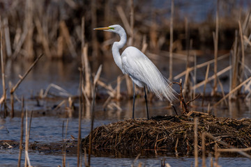 Great Egret (Ardea alba) in breeding plumage wading, hunting at Kensington Metropark, Michigan, USA.