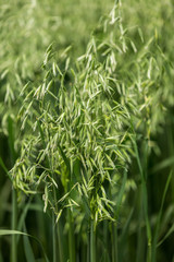 Green ears of oats on the field