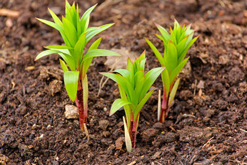 Young shoots of lilies