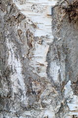Black and white striped and cracked birch bark texture. Birch bark close-up.