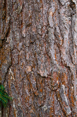 Spruce bark. Tree bark with a twig of spruce. Close up.